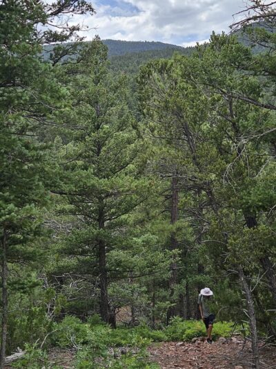 DOC LONG PICNIC AREA - Cedar Crest, NM