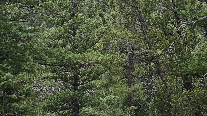DOC LONG PICNIC AREA - Cedar Crest, NM