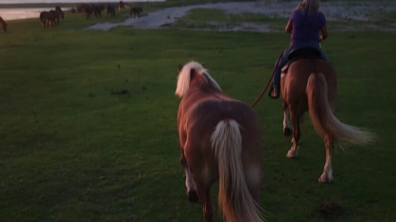 Cedar Island Ranch - Cedar Island, NC