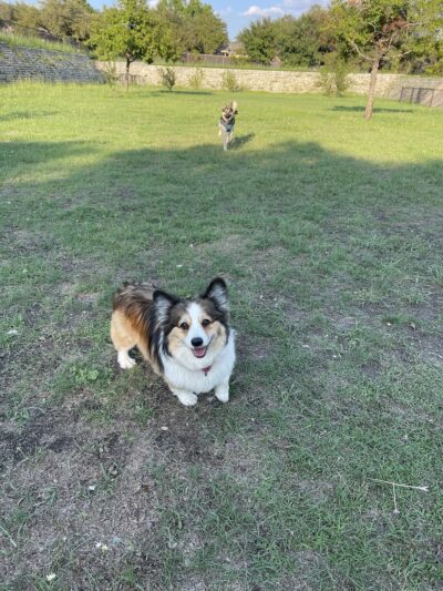 London Lane Dog Park - Cedar Park, TX