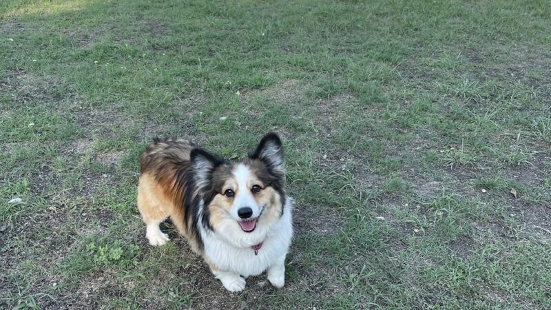 London Lane Dog Park - Cedar Park, TX