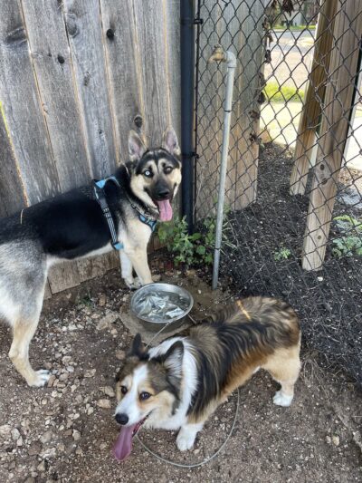 London Lane Dog Park - Cedar Park, TX