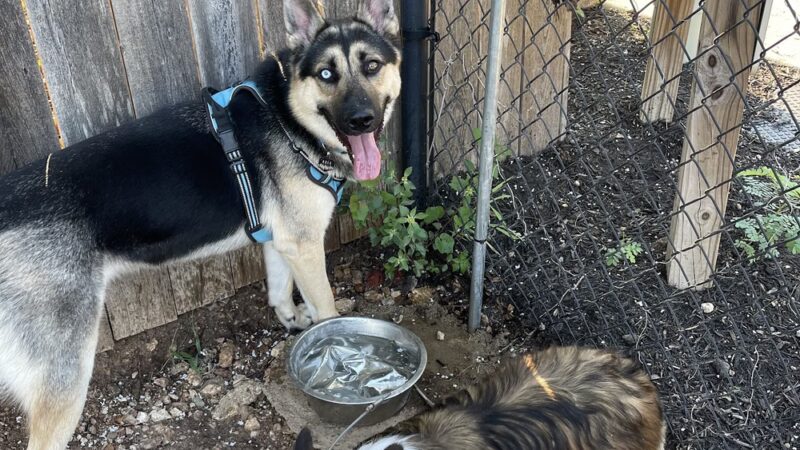 London Lane Dog Park - Cedar Park, TX