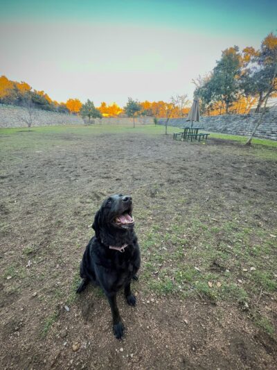 London Lane Dog Park - Cedar Park, TX