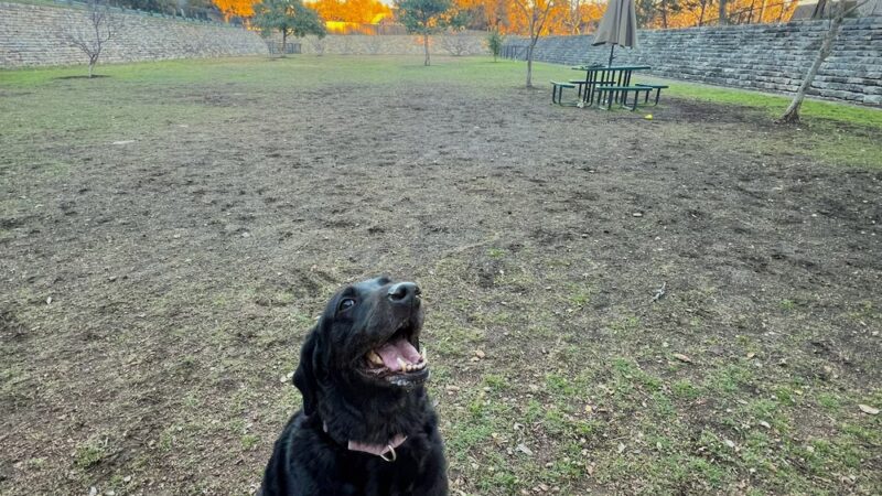London Lane Dog Park - Cedar Park, TX