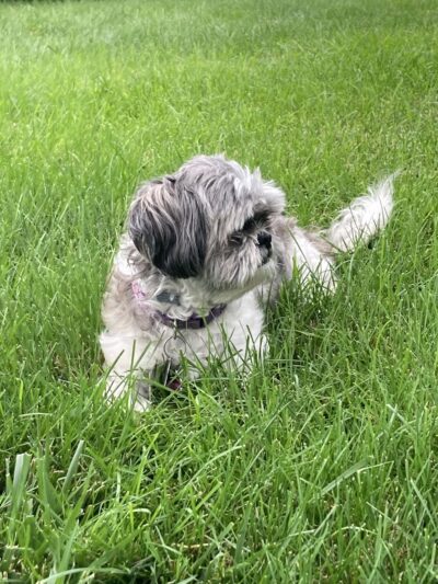 Kenwood Park - Cedar Rapids, IA