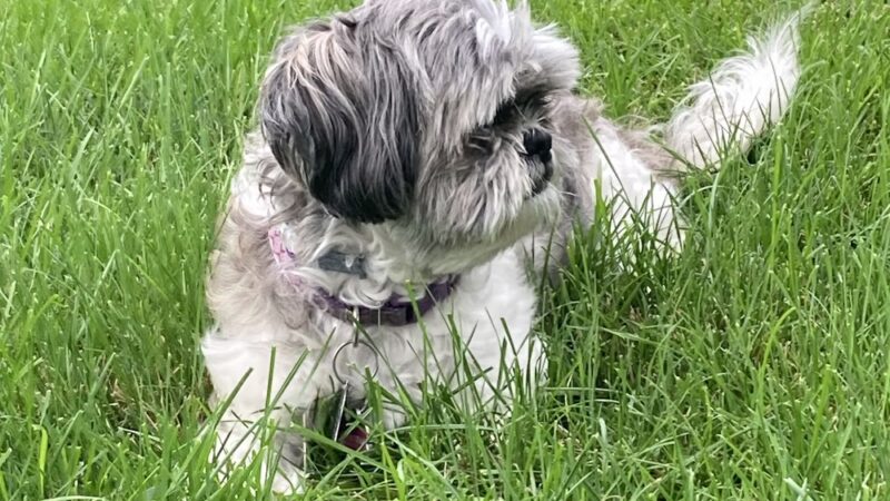 Kenwood Park - Cedar Rapids, IA