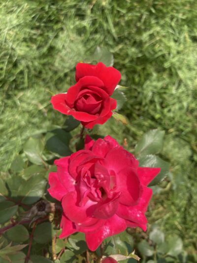 Kenwood Park - Cedar Rapids, IA