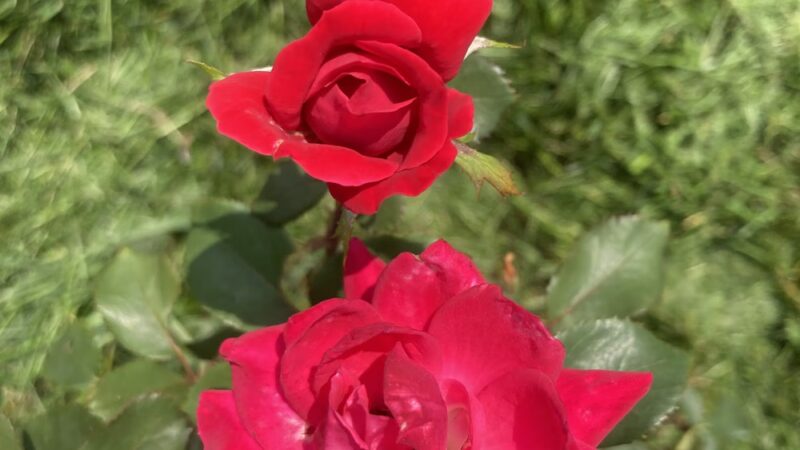 Kenwood Park - Cedar Rapids, IA