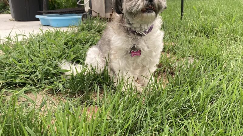 Kenwood Park - Cedar Rapids, IA