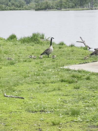 Manhattan/Robbins Lake Park - Cedar Rapids, IA