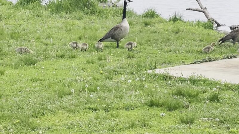 Manhattan/Robbins Lake Park - Cedar Rapids, IA