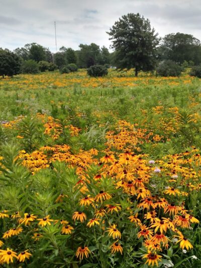 Noelridge Park - Cedar Rapids, IA