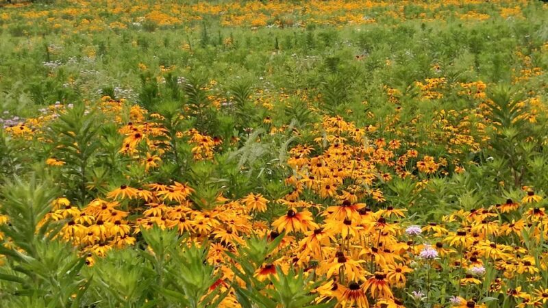 Noelridge Park - Cedar Rapids, IA