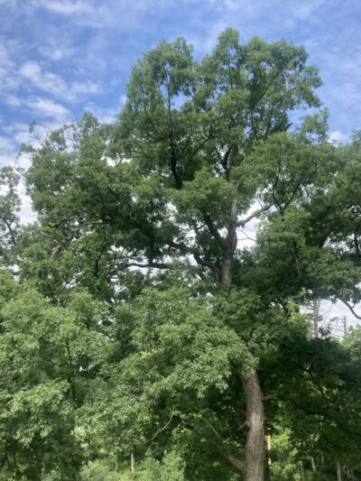 Tomahawk Park - Cedar Rapids, IA