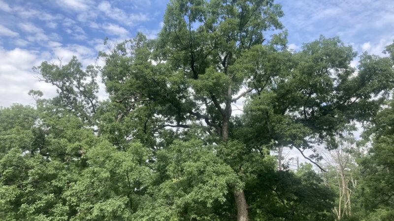 Tomahawk Park - Cedar Rapids, IA