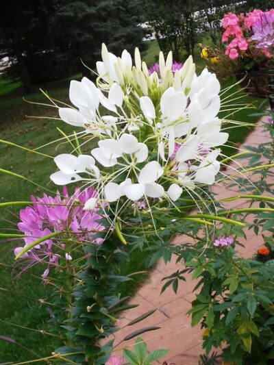 Grafton Lions Park - Cedarburg, WI