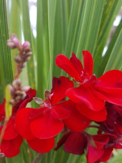 Fross Park - Center Point, IA