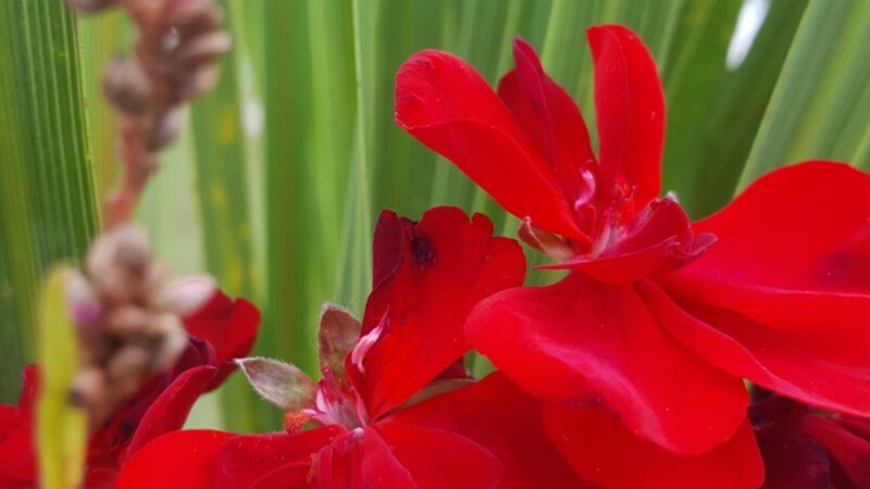 Fross Park - Center Point, IA