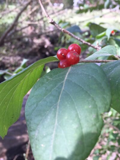 Wakema Park - Center Point, IA