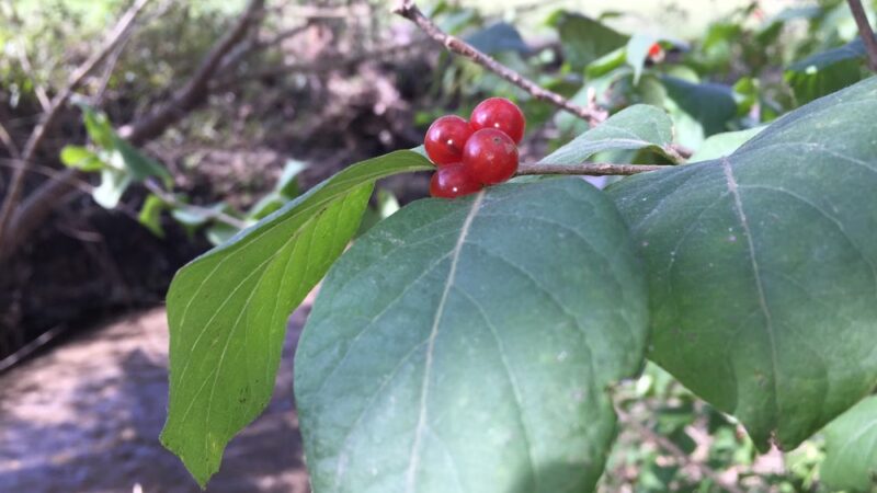Wakema Park - Center Point, IA