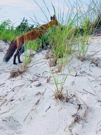 Long Beach - Centerville, MA