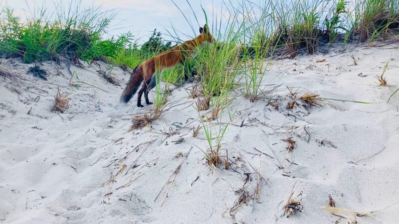 Long Beach - Centerville, MA