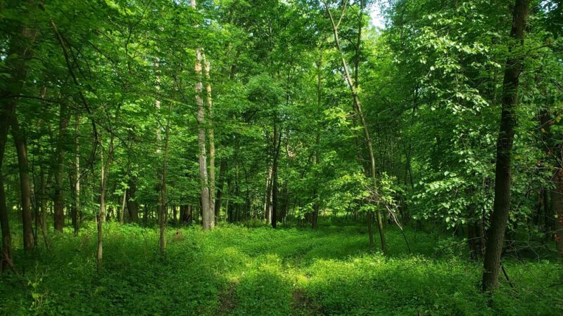 Hitaga Sand Ridge Prairie Preserve - Central City, IA