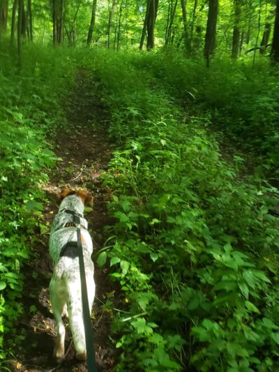 Hitaga Sand Ridge Prairie Preserve - Central City, IA