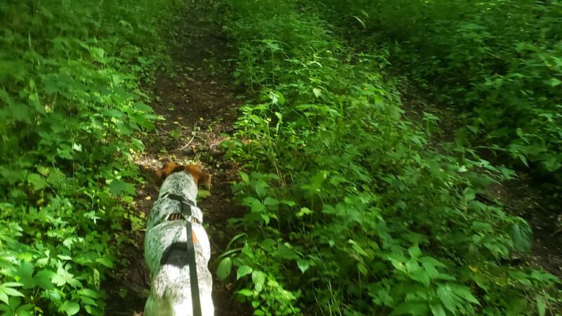 Hitaga Sand Ridge Prairie Preserve - Central City, IA