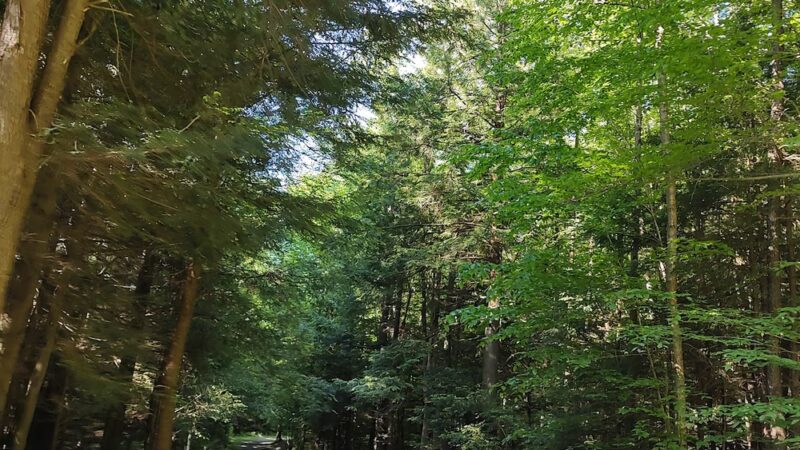 James W McIntyre Trail Indian Lake - Central City, PA