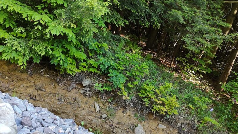 James W McIntyre Trail Indian Lake - Central City, PA