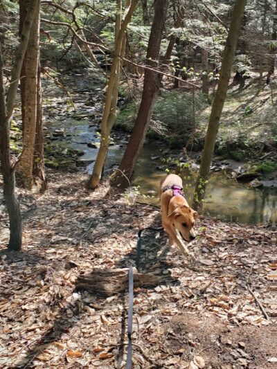 James W McIntyre Trail Indian Lake - Central City, PA