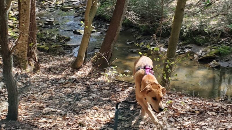 James W McIntyre Trail Indian Lake - Central City, PA