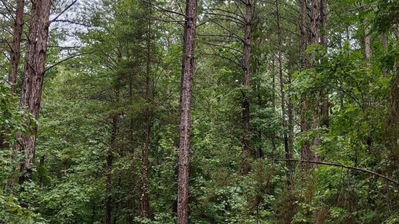 Public Parking - Central, SC