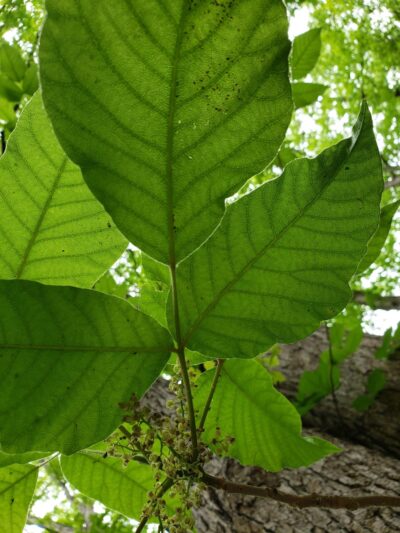 Public Parking - Central, SC