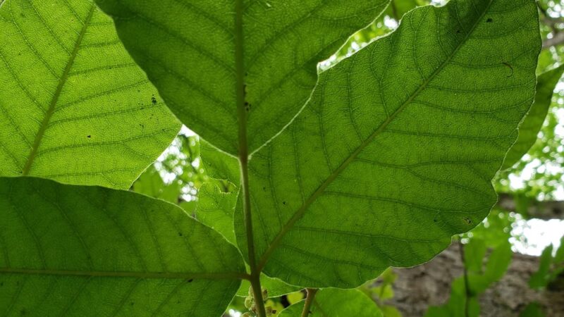 Public Parking - Central, SC