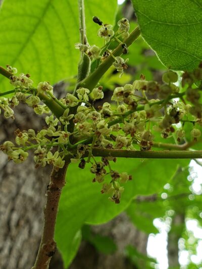 Public Parking - Central, SC