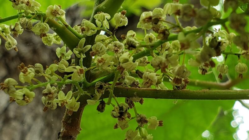 Public Parking - Central, SC