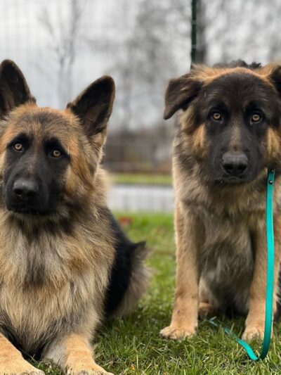 Jocko's Ruff House - Central Square, NY