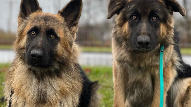 Jocko's Ruff House - Central Square, NY