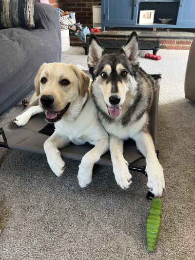 Jocko's Ruff House - Central Square, NY