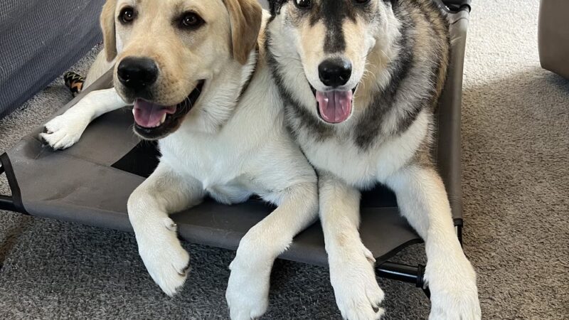 Jocko's Ruff House - Central Square, NY