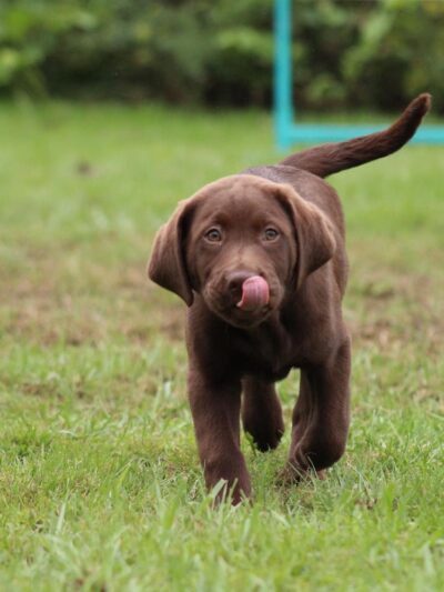 Jocko's Ruff House - Central Square, NY