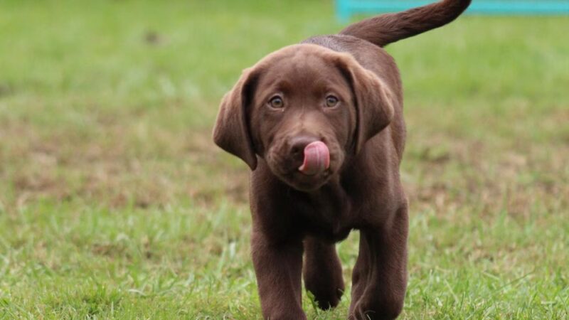 Jocko's Ruff House - Central Square, NY