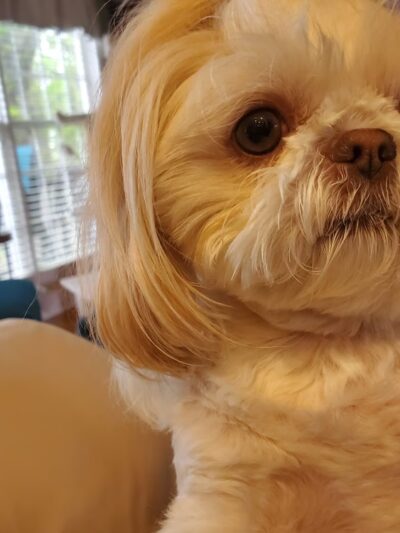 Bow Wow Resort and Spa - Centre, AL