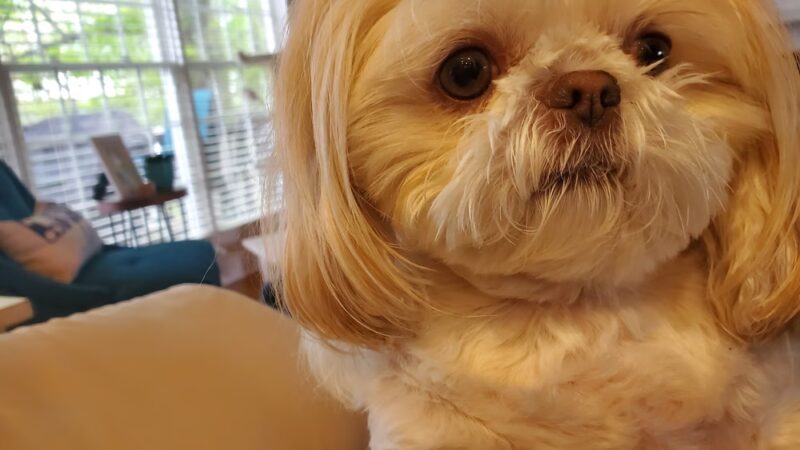 Bow Wow Resort and Spa - Centre, AL