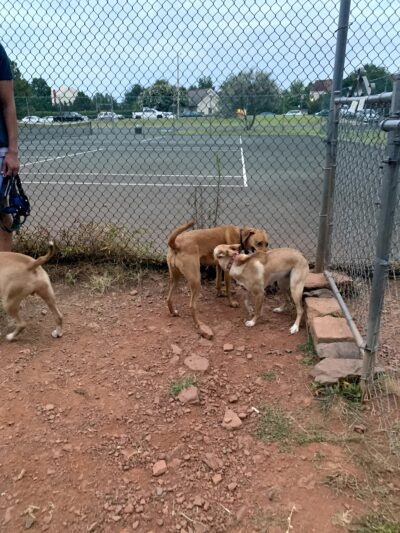 Heritage Forest Dog Park - Centreville, VA