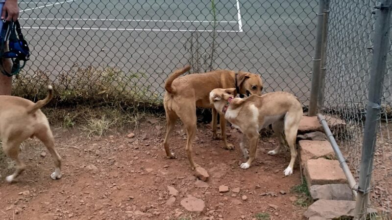 Heritage Forest Dog Park - Centreville, VA