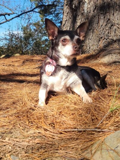 Heritage Forest Dog Park - Centreville, VA